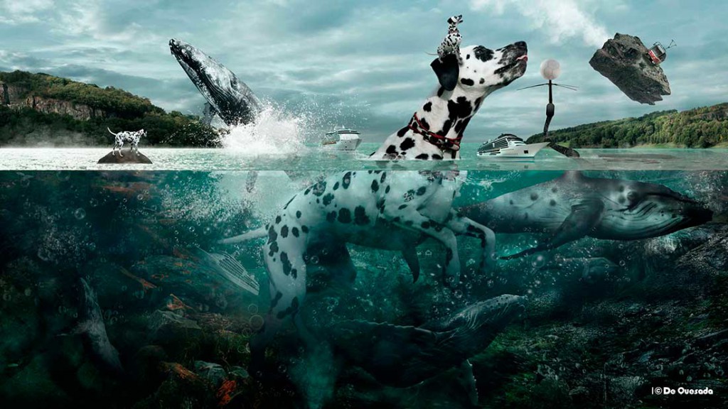 Galería de fotografía, natación dálmata en el mar con las ballenas