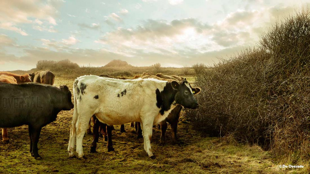 Galería de fotografía, vacas blancas y marrones en el campo