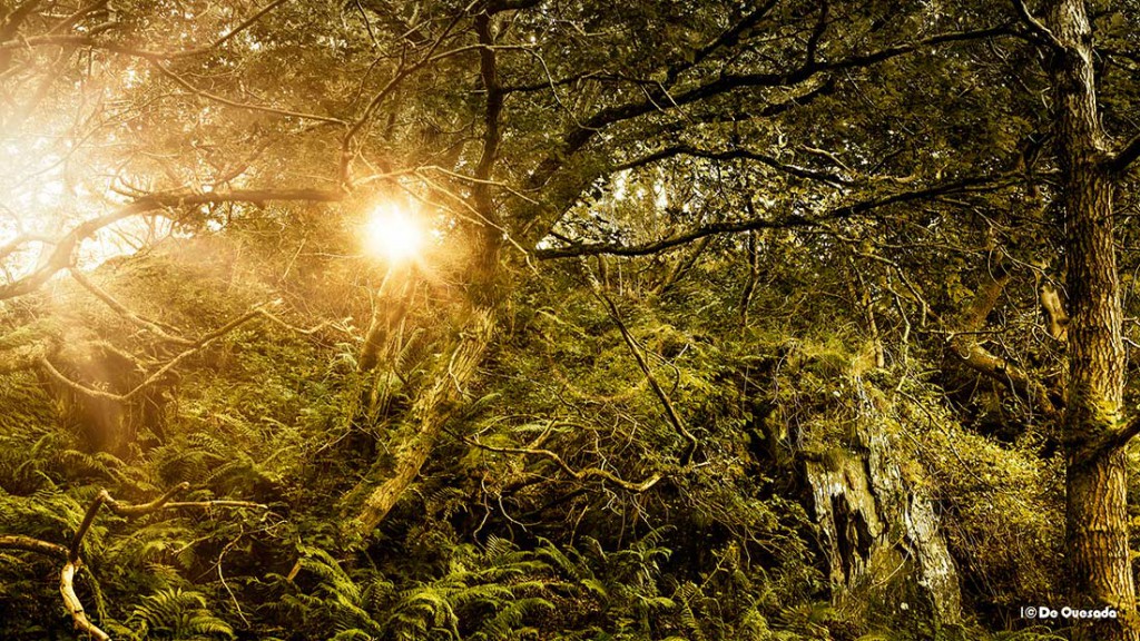 Galería de fotografía, sol radiando a través de los árboles
