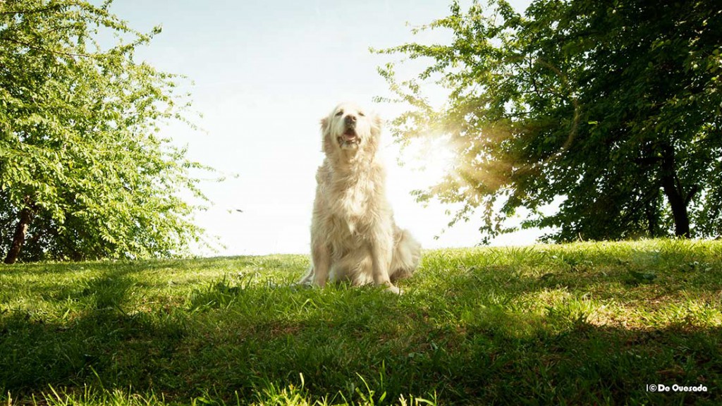 Galería de fotografía, perro blanco sentado en la colina cubierta de hierba en el parque
